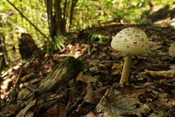 A single parasol mushroom (Macrolepiota procera)