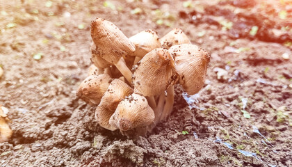 Inedible toadstool mushrooms. Mushrooms in the meadow.