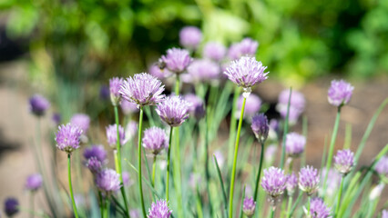 Lilac or purple flowers of ornamental green onions. Growing herbs for vegetable salads. Gardening in summer