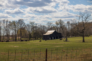 Fototapeta premium Barn in the field on a sunny day