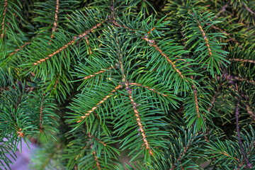 Green branches of a coniferous tree.