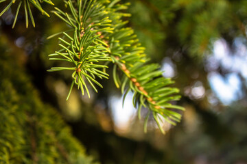 Fototapeta premium Green branches of a coniferous tree.