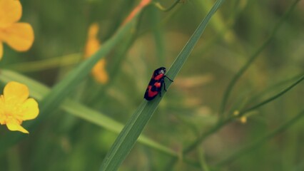 Käfer