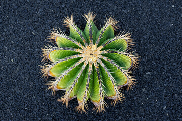 Close up of cactus. Dark pebble background.