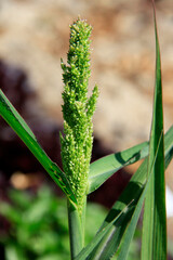 brindille d herbe en graines