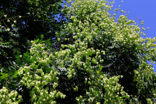 du houblon