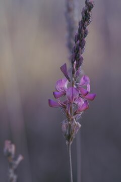 Vertical shot of a Common sainfoin purple flower with a blurry background.