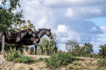 galloping black horse in Paddock Paradise 