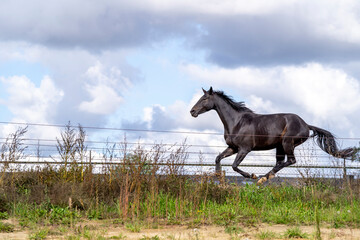 galloping black horse in Paddock Paradise 
