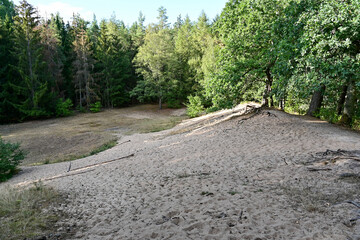 Sanddüne Tännig im Vogelschutzgebiet bei Grafenrheinfeld bei Schweinfurt