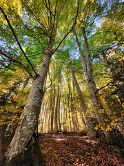 Betato beech forest, during autumn and the Pyrenees mountains (Piedrafita) Aragon, Spain.