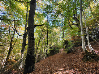 Obraz premium Betato beech forest, during autumn and the Pyrenees mountains (Piedrafita) Aragon, Spain.