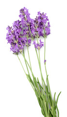 Bunch of lavender on white background