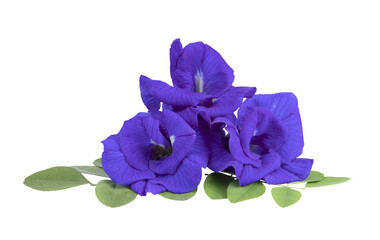 Naklejka premium Butterfly pea flowers with green leaves isolated on transparent png
