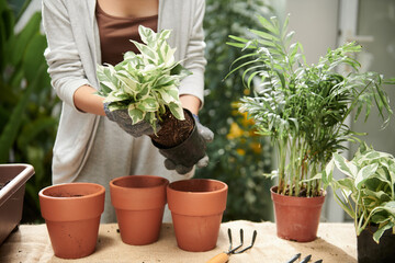 Woman Repotting Pothos Flower