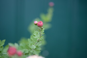 Obraz premium white fluffy daisies, chrysanthemum flowers on a green background Beautiful pink chrysanthemums close-up in aster Astra tall perennial, new english (morozko, morozets) texture gradient purple flower