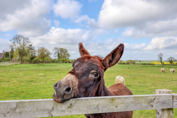 Donkey in the field