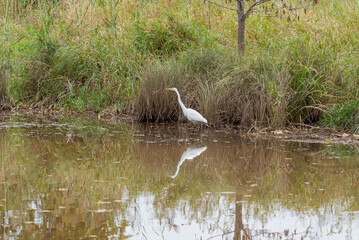A Great White Egret Fishing In The River