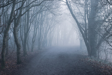 Spooky fog in the woods