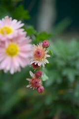 white fluffy daisies, chrysanthemum flowers on a green background Beautiful pink chrysanthemums close-up in aster Astra tall perennial, new english (morozko, morozets) texture gradient purple flower