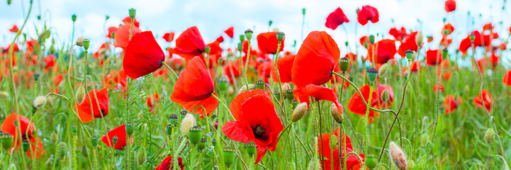 Roter Mohn auf dem Feld