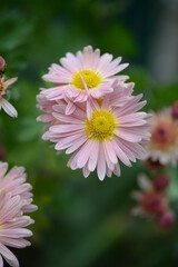 Obraz premium white fluffy daisies, chrysanthemum flowers on a green background Beautiful pink chrysanthemums close-up in aster Astra tall perennial, new english (morozko, morozets) texture gradient purple flower