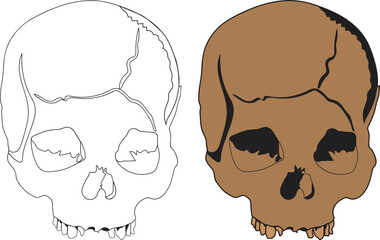 illustration of a skull