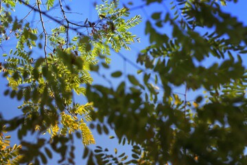 Autumn landscape painted with a brush of nature in bright colors of autumn tree leaves in the park against the blue sky selective focus, bokeh, blurred background