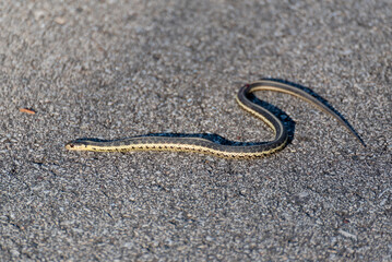 Grass Snake Warms Itself On The Trail Path