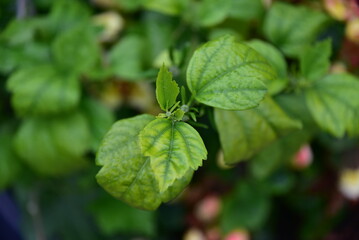 Liście hibiscusa © EwaAF