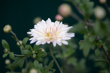 white fluffy daisies, chrysanthemum flowers on a green pink cream delicate  pink chrysanthemums close-up in aster Astra tall perennial,
new english (morozko, morozets) texture gradient purple flower 