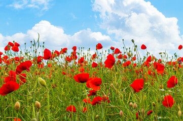 Mohn auf dem Feld