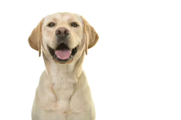 Gardinen Portrait of a blond labrador retriever dog looking at the camera with a big smile isolated on a white background © Elles Rijsdijk