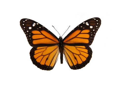 Monarch butterfly with spread wings isolated on a white background