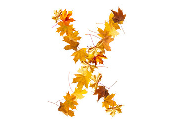Letter made out of autumnal forest Leaves