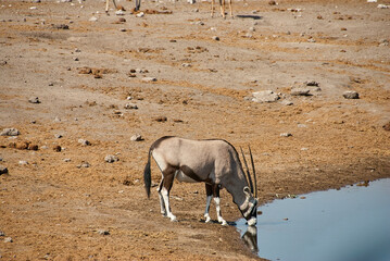 Oryx antelope drinking at a water hole in Etosha Namibia
