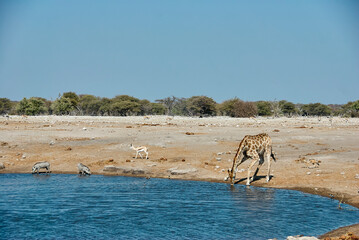 Giraffe drinking at water hole, Etosha National Park Namibia