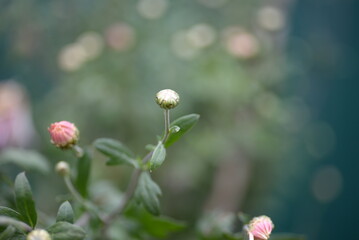 white fluffy daisies, chrysanthemum flowers on a green pink cream delicate  pink chrysanthemums close-up in aster Astra tall perennial,
new english (morozko, morozets) texture gradient purple flower 