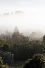Mist and fog through trees in rural Sonoma County, California in autumn.