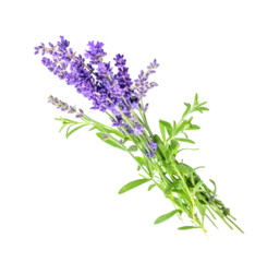 Fensteraufkleber Lavender isolated on white or transparent background.  © Olesia