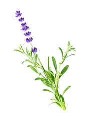 Lavender isolated on white or transparent background. 