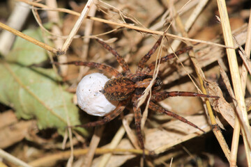 agelena labyrinthica spider macro photo