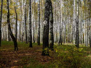 Fototapeta premium Landscape of the autumn forest. Sunny forest. October natural landscape. Beautiful bright forest in the sunlight.