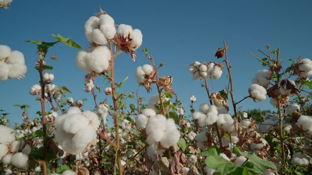Cotton field, mature bushes of high-quality cotton against the blue sky. Cotton picking. Agriculture, agribusiness