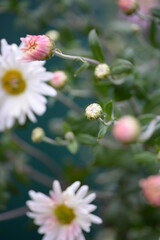 white fluffy daisies, chrysanthemum flowers on a green pink cream delicate  pink chrysanthemums close-up in aster Astra tall perennial,
new english (morozko, morozets) texture gradient purple flower 