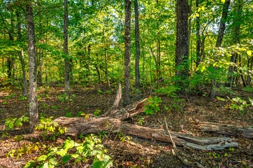 Catoosa National Park forest