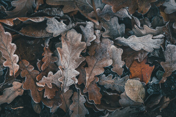 fallen autumn leaves, frozen oak leaves