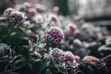 frozen flowers in the garden. concept - end of spring, frosts, beginning of winter.