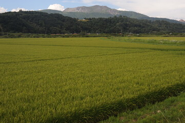 Green rice fields and rice paddies with mountains in summer in Hokkaido, northern Japan, Asia