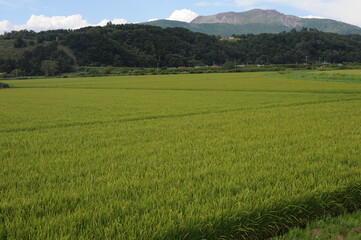 Green rice fields and rice paddies with mountains in summer in Hokkaido, northern Japan, Asia